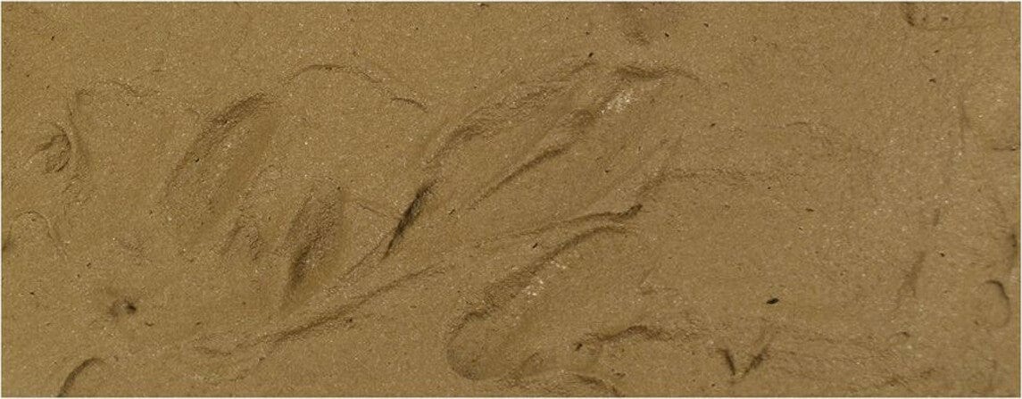Brown Earth 200ml - Image 3