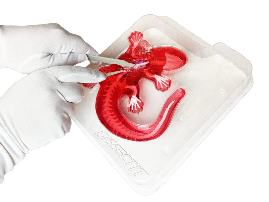 Dissect-It Salamander Lab - Image 3