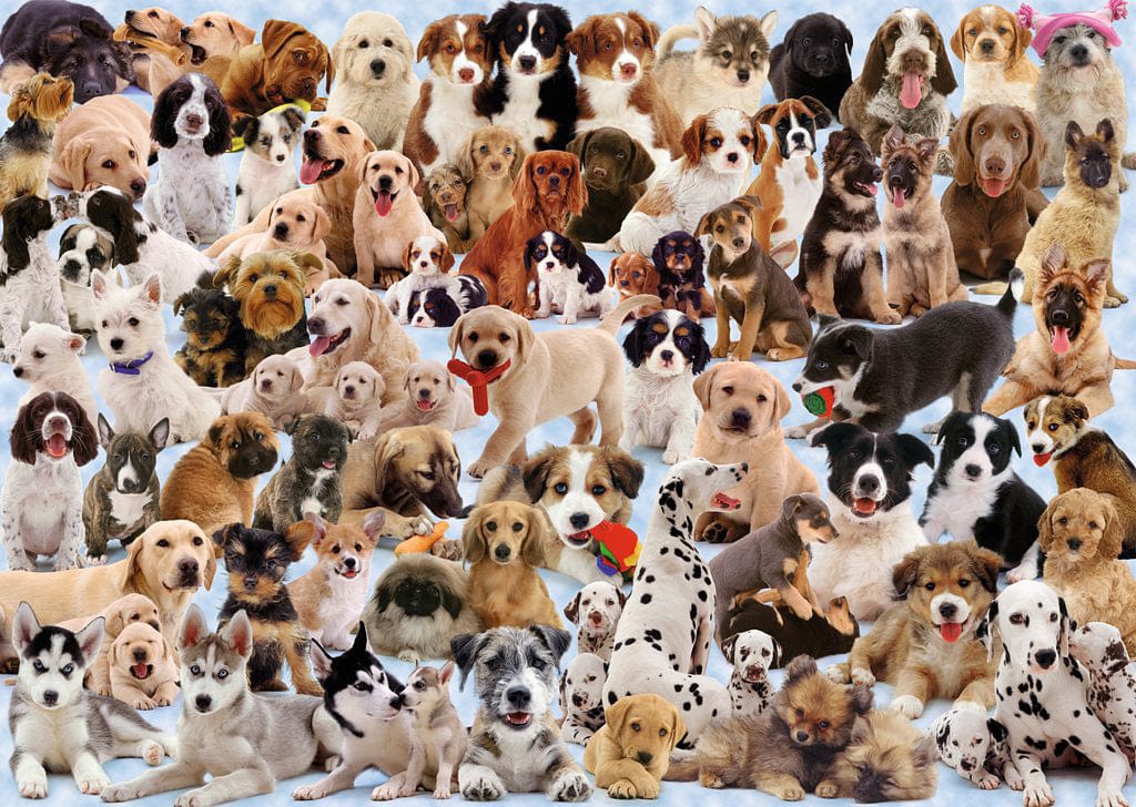 Dogs Galore! - Image 12