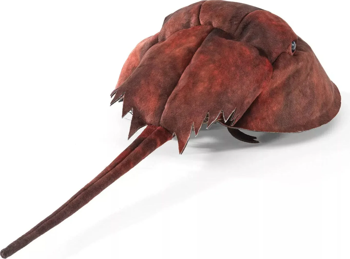 Horseshoe Crab - Image 3