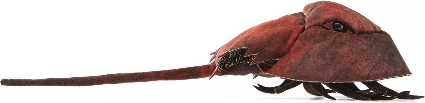 Horseshoe Crab - Image 4