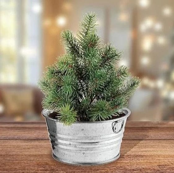 Perfect Pine