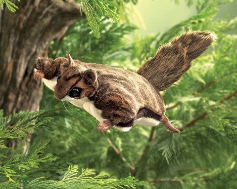 Squirrel, Flying - Image 3