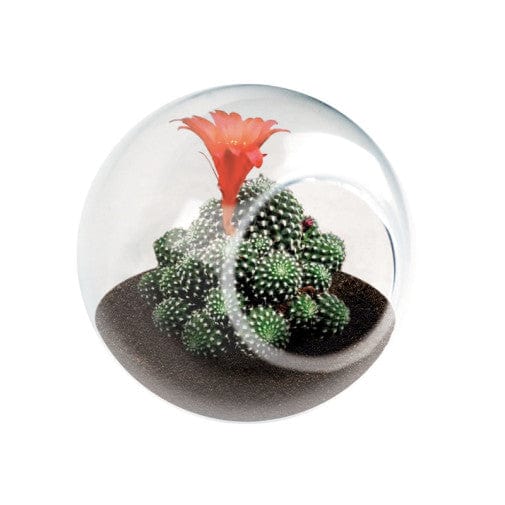 Tiny Terrarium Cacti - Crown Cactus