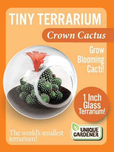 Tiny Terrarium Cacti - Crown Cactus - Image 2