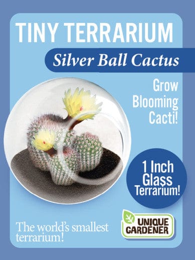 Tiny Terrarium Cacti - Silver Ball Cactus - Image 2