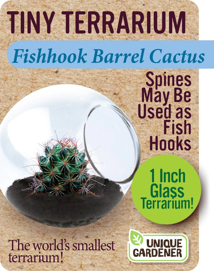 Fishhook Barrel Cactus - Image 4