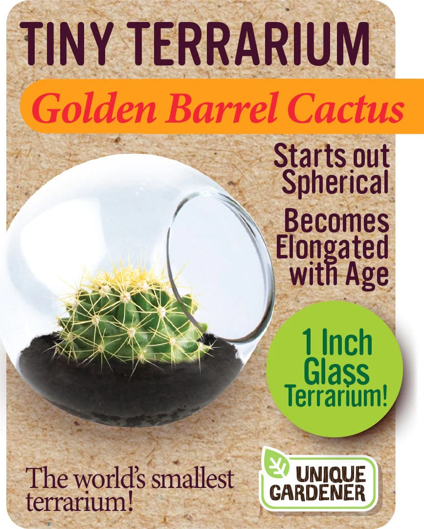 Golden Barrel Cactus - Image 3