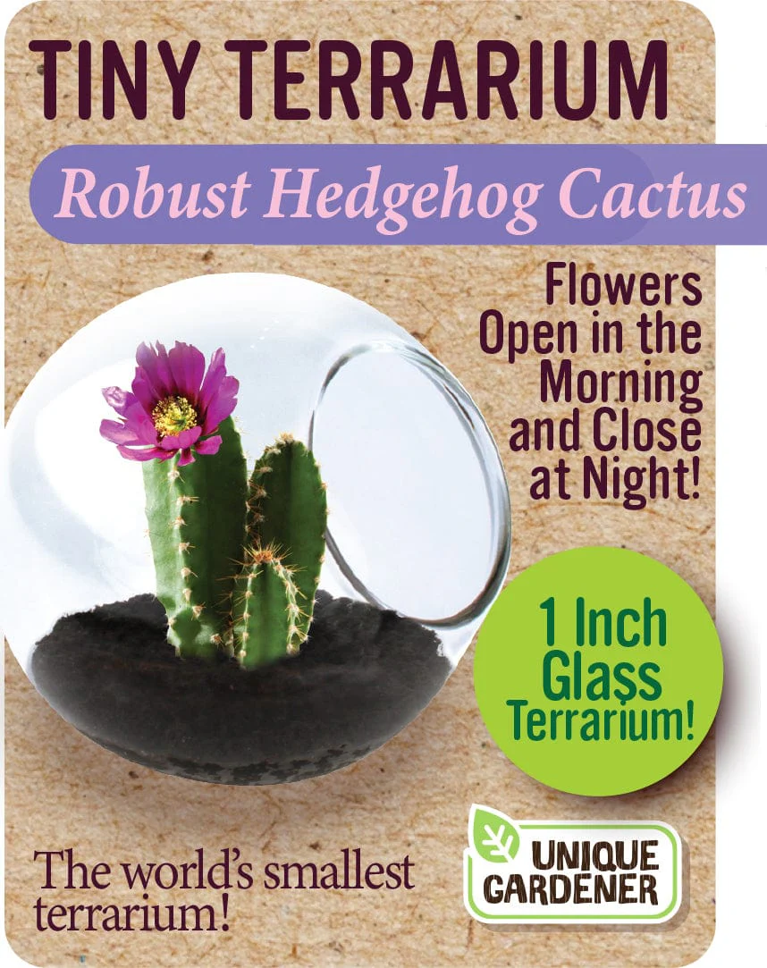 Robust Hedgehog Cactus - Image 2