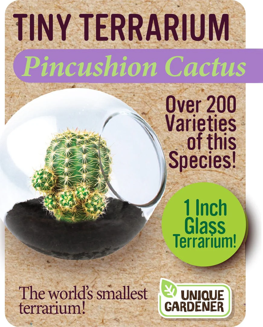 Pincushion Cactus - Image 4