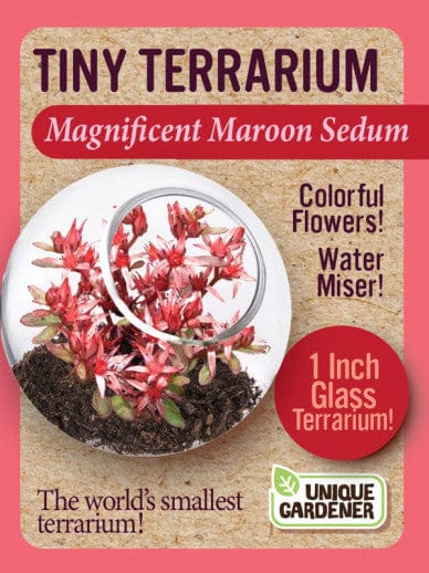 Tiny Terrarium Sedum - Magificent Maroon Sedum