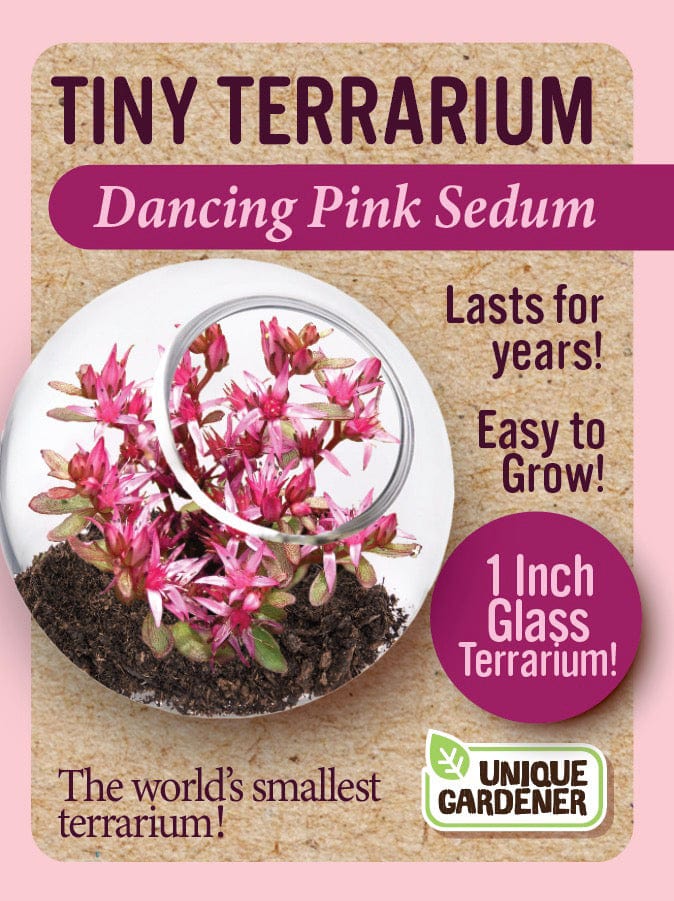 Tiny Terrarium Sedum - Dancing Pink Sedum - Image 2