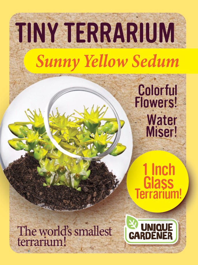 Tiny Terrarium Sedum - Sunny Yellow Sedum - Image 2