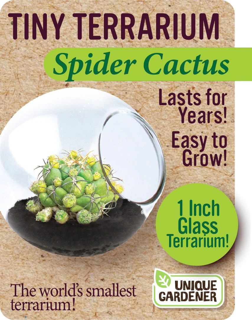 Spider Cactus